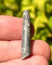 Niger Fossil Pterosaur Tooth Flying Dinosaur Teeth 1.3” Cretaceous Elrhaz Fm