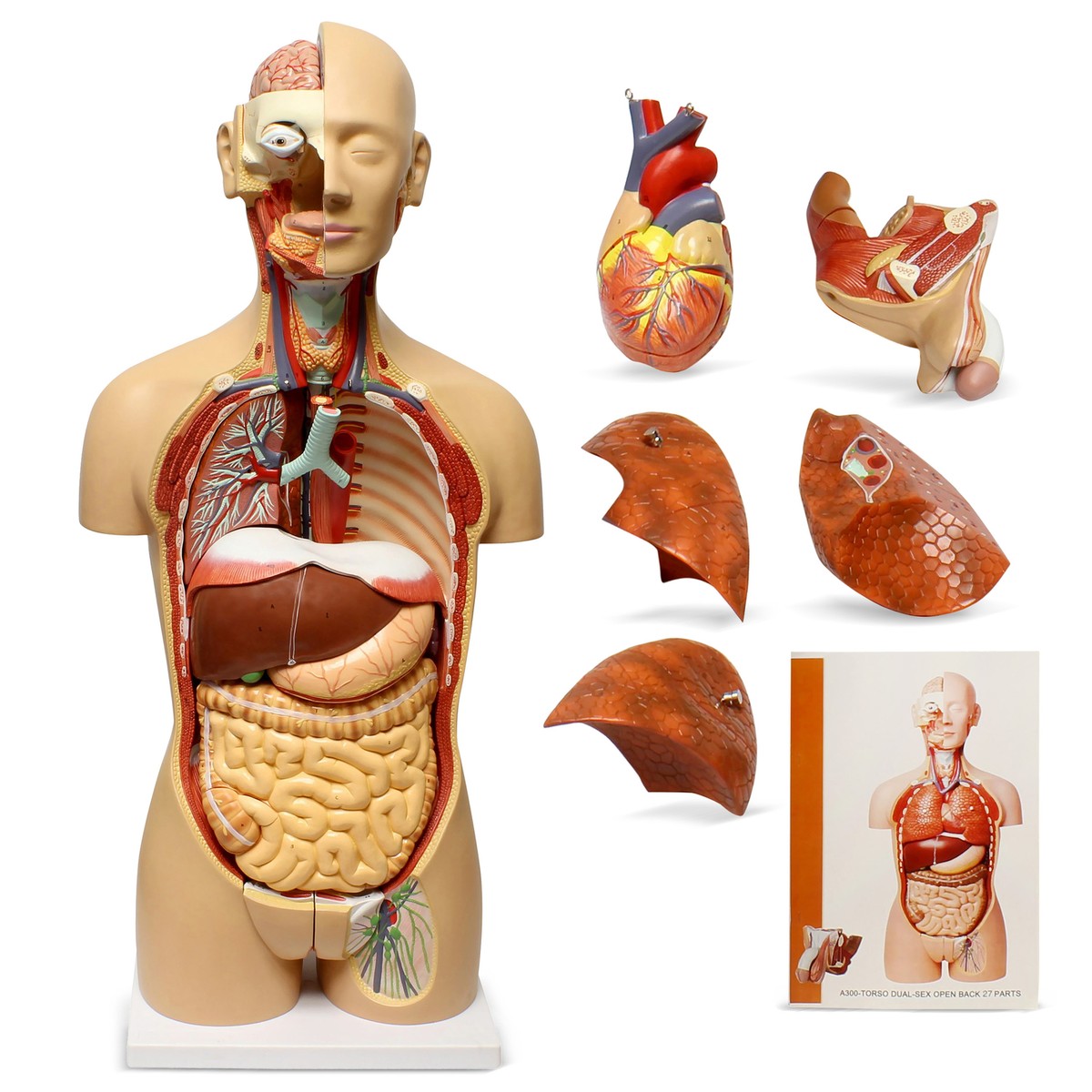 Torso Model Labeled