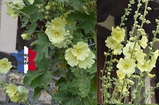 ROSE TRÉMIÈRES JAUNES BIO DE FRANCE LOT DE 200 GRAINES