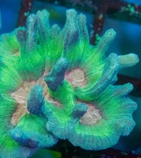 -CC- 1” Live Coral Frag Rainbow Pectinia SPS Zoa LPS Reef Tank Saltwater
