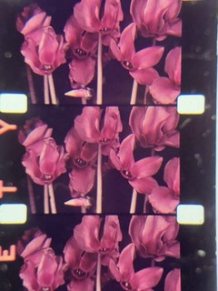16mm Silent Kodachrome Magic Eye Looks At The Garden Early Photography 400” 1937