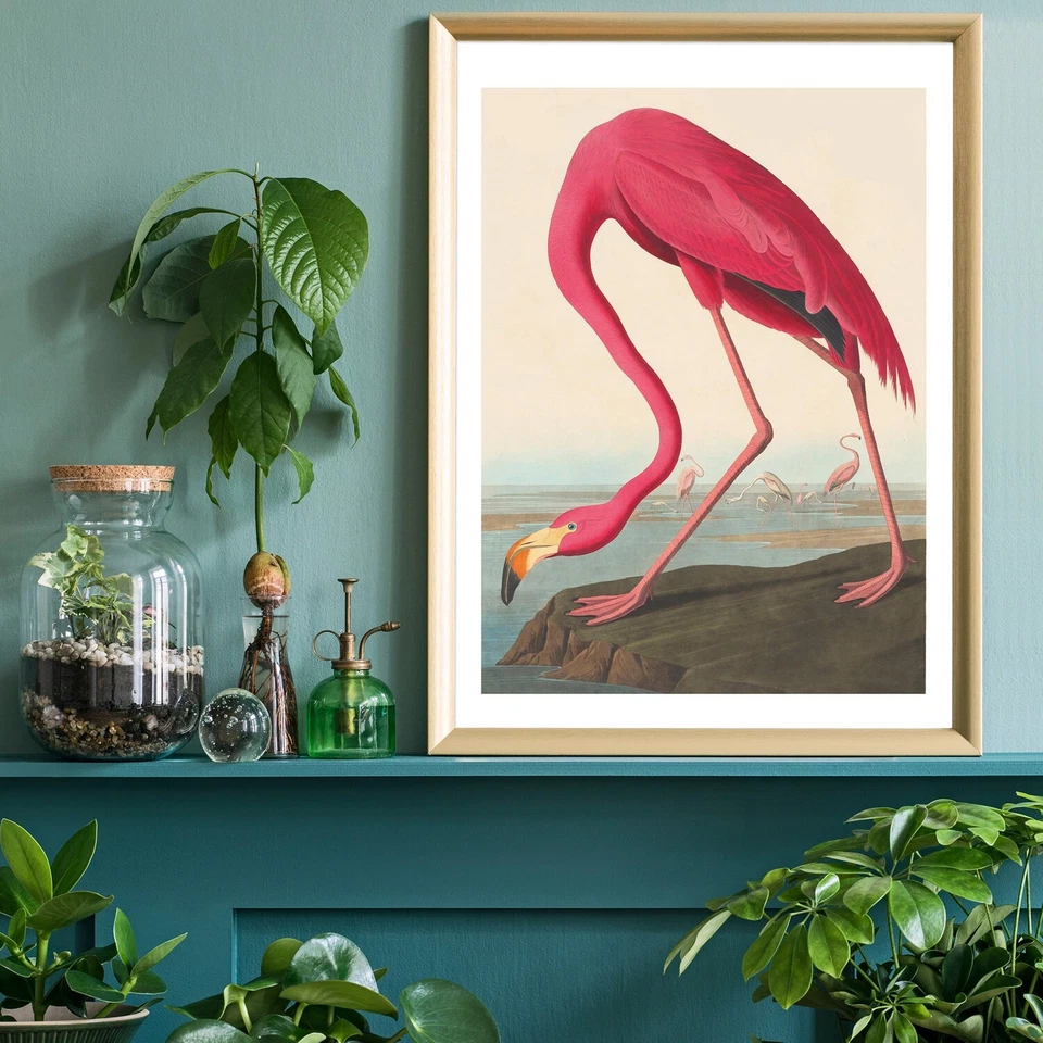 Póster de flamenco rosa | Impresión de arte de pared vintage de pájaro John Audubon Foto 3 de 4