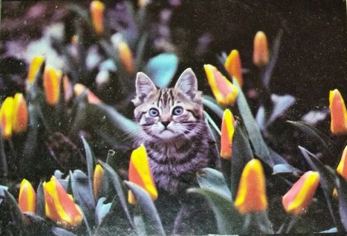 Paul McCartney Self-Titled Debut Solo Vinyl LP Apple STAO 3363 Maybe I'm Amazed - Picture 9 of 10