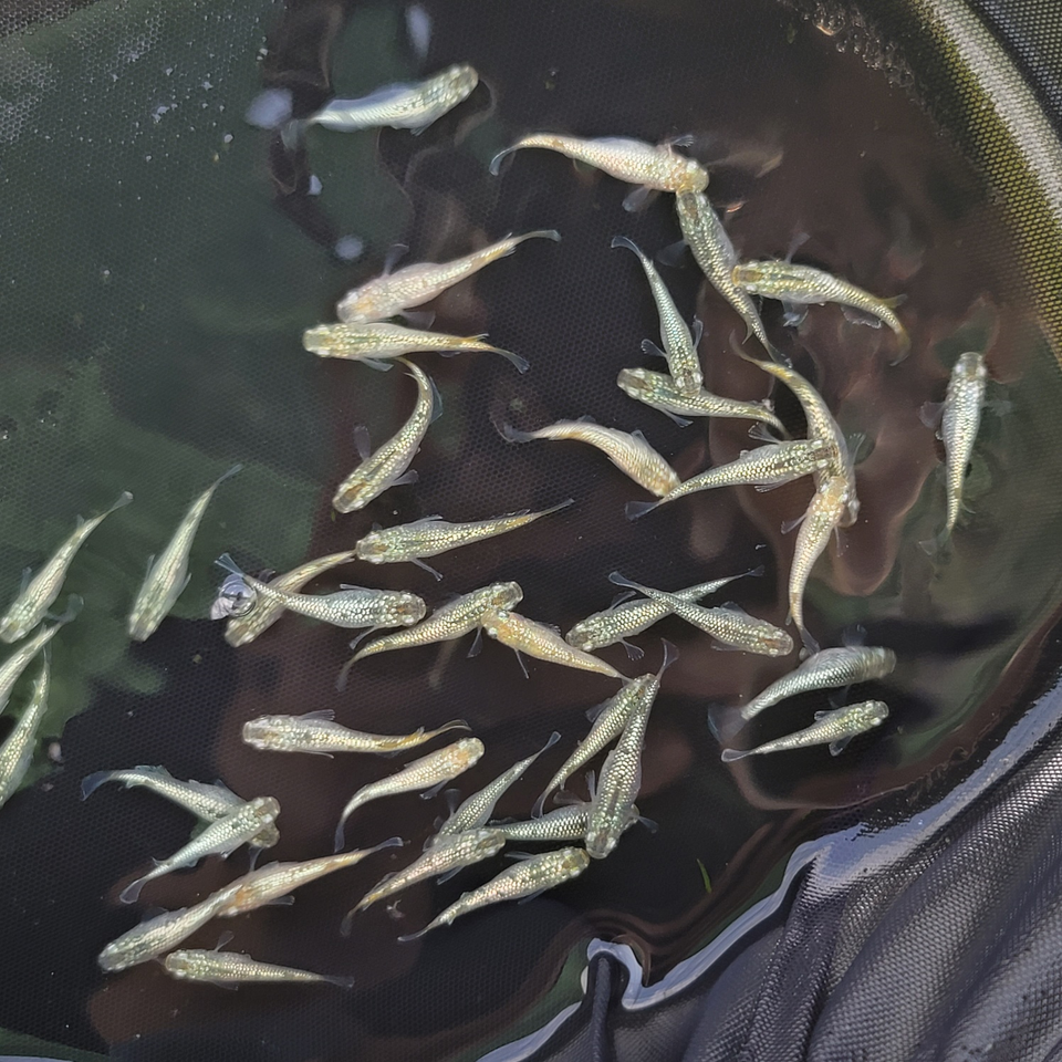 スーパーラメSuper Lamé Medaka Rice Fish Eggs 10 fertilized eggs + α US Bred