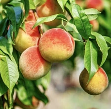 PEACH TREE CUTTINGS [Rooting/Grafting]