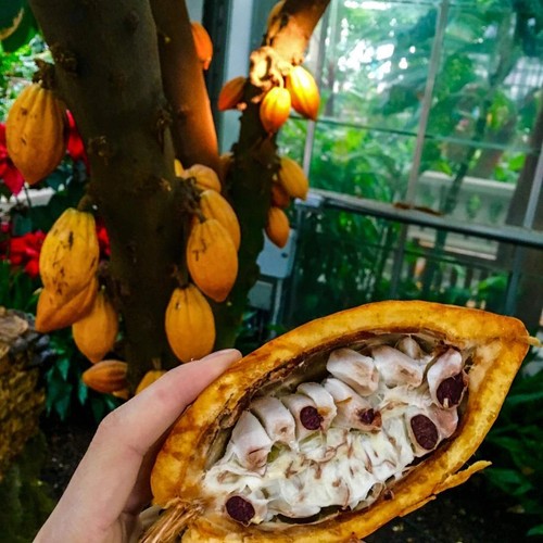 CACAO Husk Organic Dried Cocoa bean , Holistic Blend & Wiccan Herb - Picture 9 of 9