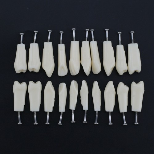 Kilgore Nissin 200 Type Dental Typodont Model 28 32PCS Teeth Removable Screw-in - Picture 43 of 77