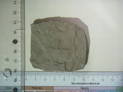 cranfly green river - Imagen 3 de 3