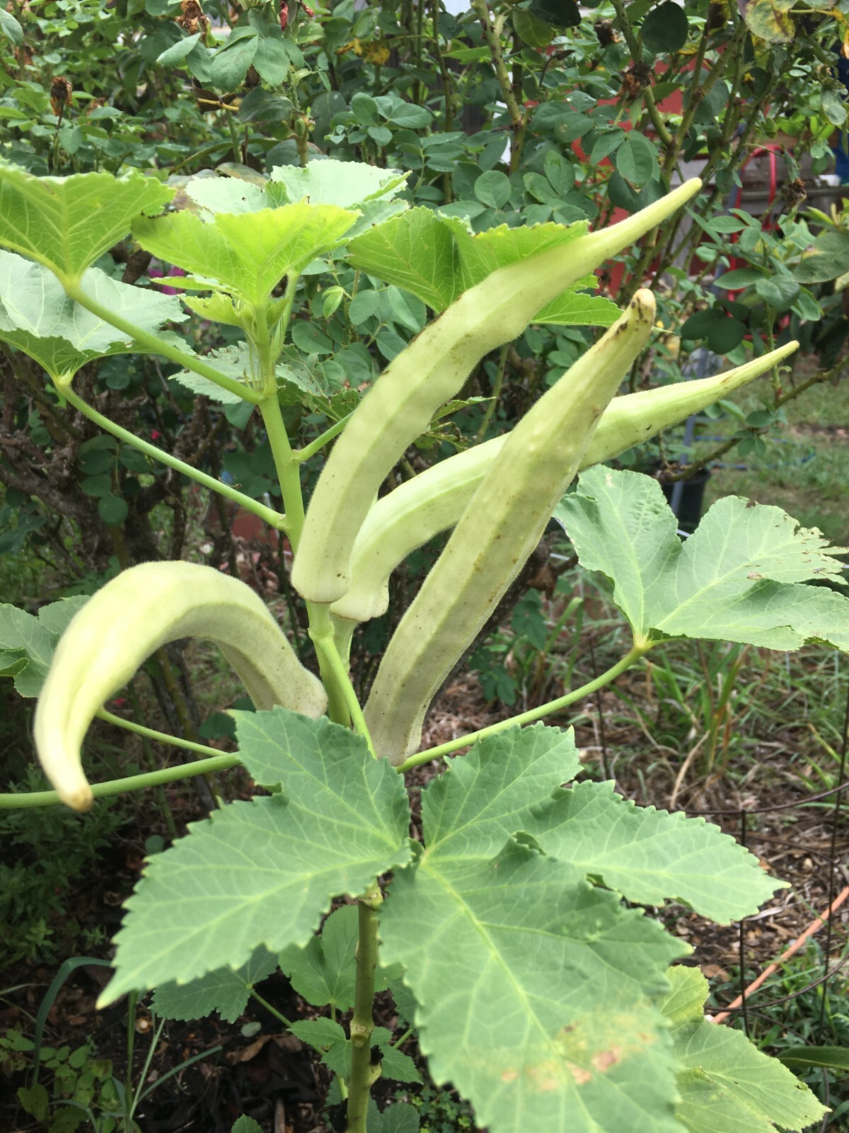 TEXAS LONGHORN OKRA COW HORN 25 Fresh Seeds FREE Shipping eBay