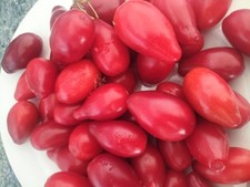 10 CORNELIAN CHERRY SEEDS