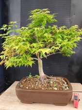 bonsai di acero palmato kioime h 59 cm visita il negozio