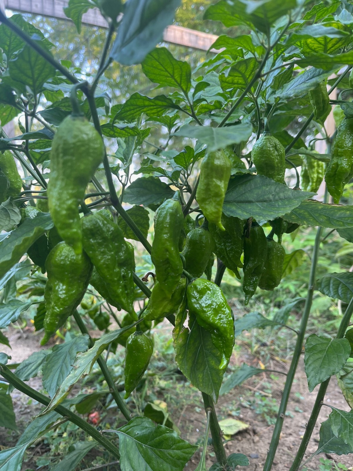 20x Ghost Pepper Super Hot NonGMO Organic Hot Pepper Seeds FREE