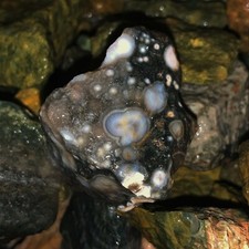 2000 Carat Lots of Ocean Jasper Rough a FREE Faceted Gemstone
