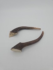 Deer Antler Dog Chews 2 ct- All Natural, Grade A, Premium Antler Dog Treats
