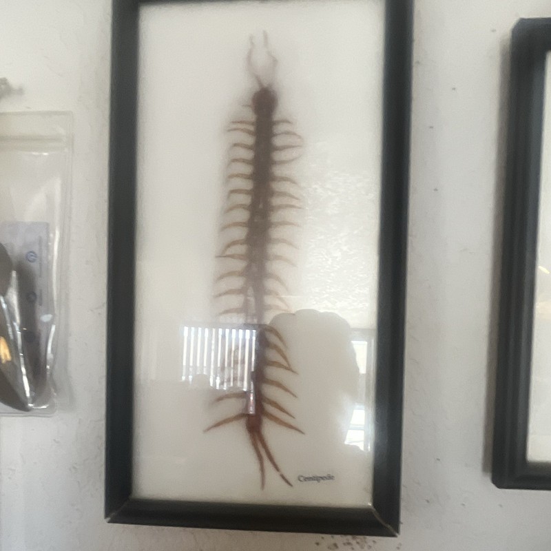 Picture Frame Centipede Specimen Display Framed Centipede Specimen Display