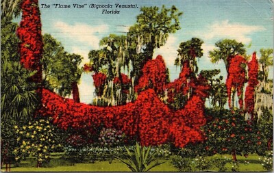 Flame Vine Flower Blooming Florida Tropical Plantlife Linen Cancel WOB Postcard