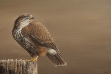 Giclee Print, UK Wildlife Art, Buzzard , Bird of Prey, Nature Artwork