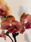 Phalaenopsis Orchid NOID Taiwanese Species Extremely Rare Plant Mutated!!! — photo 5