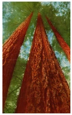 Postcard 1953 Chrome era Looking up at the Redwoods Muri Woods California  
