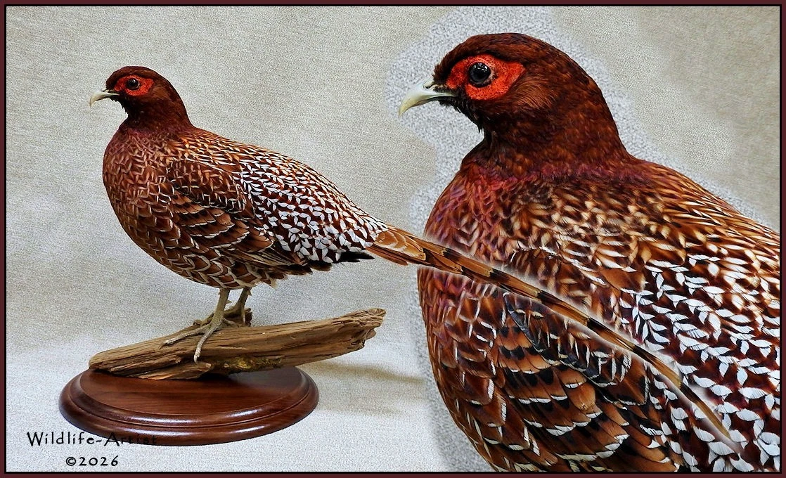 鸟标本| eBay