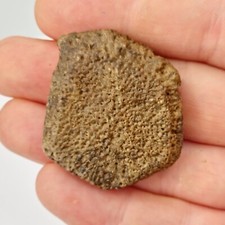 Giant Armadillo (Holmesina) Scute Fossil - Florida - Pleistocene