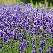 Perennial English Lavender Seed Lavender Flower 30 Seeds