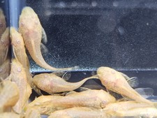 6 albino Bristlenose Pleco 1 to 2 inch