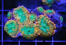 DIYreefer Live Coral WYSIWYG Rainbow Rhodactus Mushroom Full Colony