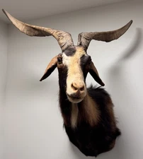 Taxidermy Catalina goat Ram Shoulder mount 1980’s Beautiful Piece RARE