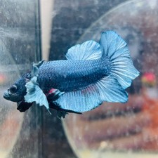 Dumbo Steel Blue Plakat - Male Betta N41