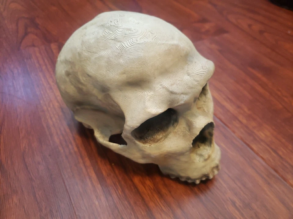 Neanderthal Skull Homo Neanderthalensus Realistic High Precision Replica - Image 4 of 4