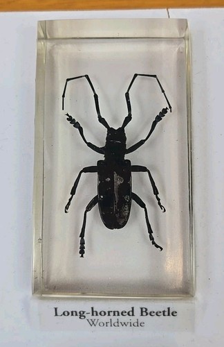 National Geographic Real Life Bugs And Insects in Resin 15 bugs x1 - Picture 4 of 17