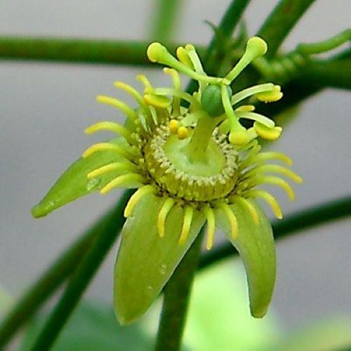 CORKY STEMpassion flower vine live plant passiflorabutterfly host