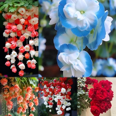 Preety Weeping Begonia Flower Bulbs for Home and Gardening Pack of 2 bulbs