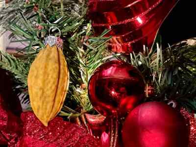 Cocoa (Cacao) Pod Christmas Ornament   Yellow ''Forastero''