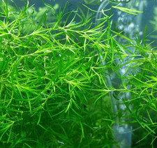 2 Sprigs Guppy Grass Live Aquarium Plant Shrimp Safe, No CO Fast Grower