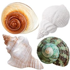 Wanwanzi 4PCS Large Hermit Crab Shells  Natural Sea Conch 2.4" - 3.5", Opening