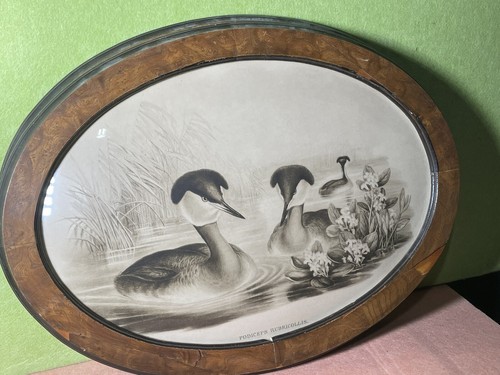 2 Antique J Gould & HC Richter Podiceps Rubricollis Ducks Lithograph Oval Frame - Picture 2 of 10