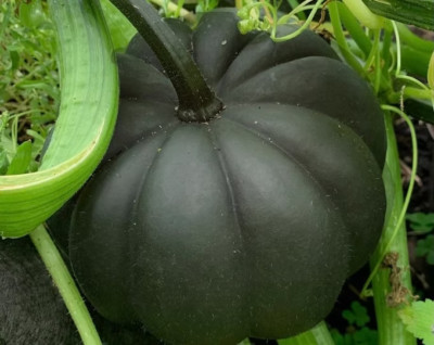 Sale582 Kürbis Black Cat Schwarzer Pumpkin 5 Samen