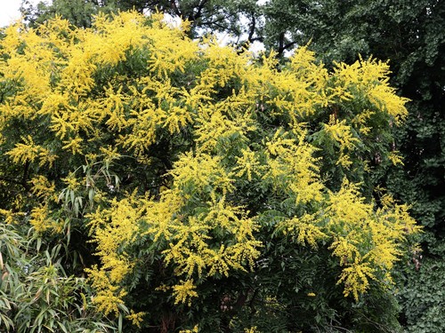 10 GOLDEN RAIN TREE Goldenrain Koelreuteria Paniculata Seeds *Flat S/H - Picture 4 of 11