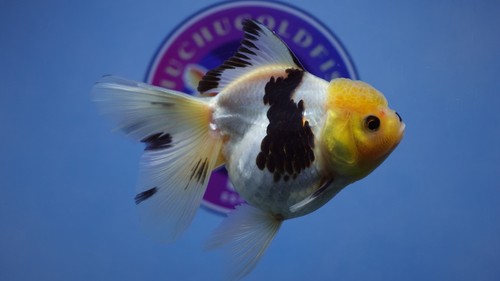 Lemon Head Rosetail Oranda Female Goldfish