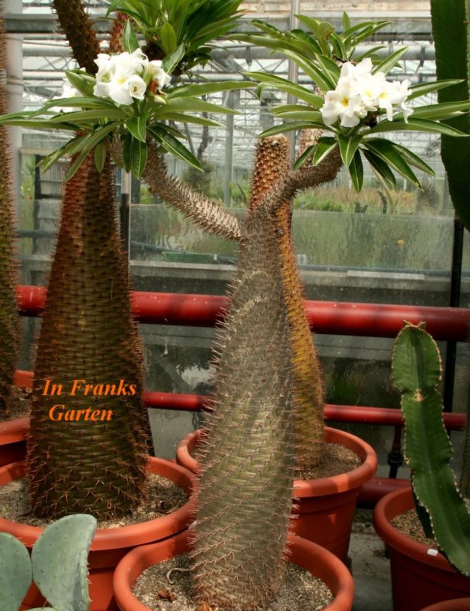 kriechende dichondra Dichondra Repens Kräutersamen – Pure Asia Seeds main image 1