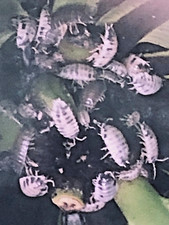 100 Dairy Cow Isopodas NO SHIPPING  Local Pickup ONLY 