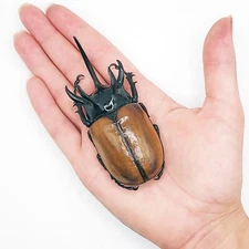 Eupatorus gracilicornis ONE BEETLE WINGS CLOSED UNMOUNTED WHOLESALE PACKAGED