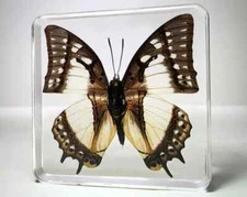 China Nawab Butterfly in Resin, Polyura Narcaea, Oddities, Curiosities