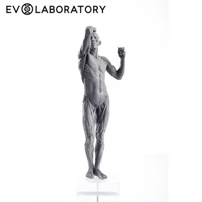 Evolaboratory 1/7 Scale Digital Version Human Male Anatomy Tool PVC Model New