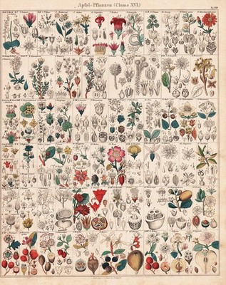 Rose roses witch hazel aronia punica flowers flowers botany lithograph Oken 1830
