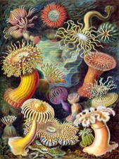 Haeckel Anemone Sea Life Framed Wall Art Print 12X16 In