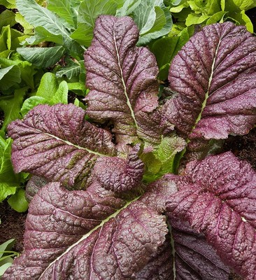 1500 Red Giant Mustard Seeds - Brassica Juncea, Non-GMO Heirloom, USA Seller