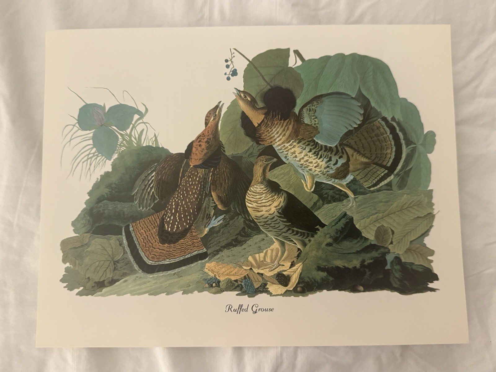 Audubon Ruffed Grouse Print Nature Birds Paper Unframed Landscape Single Piece